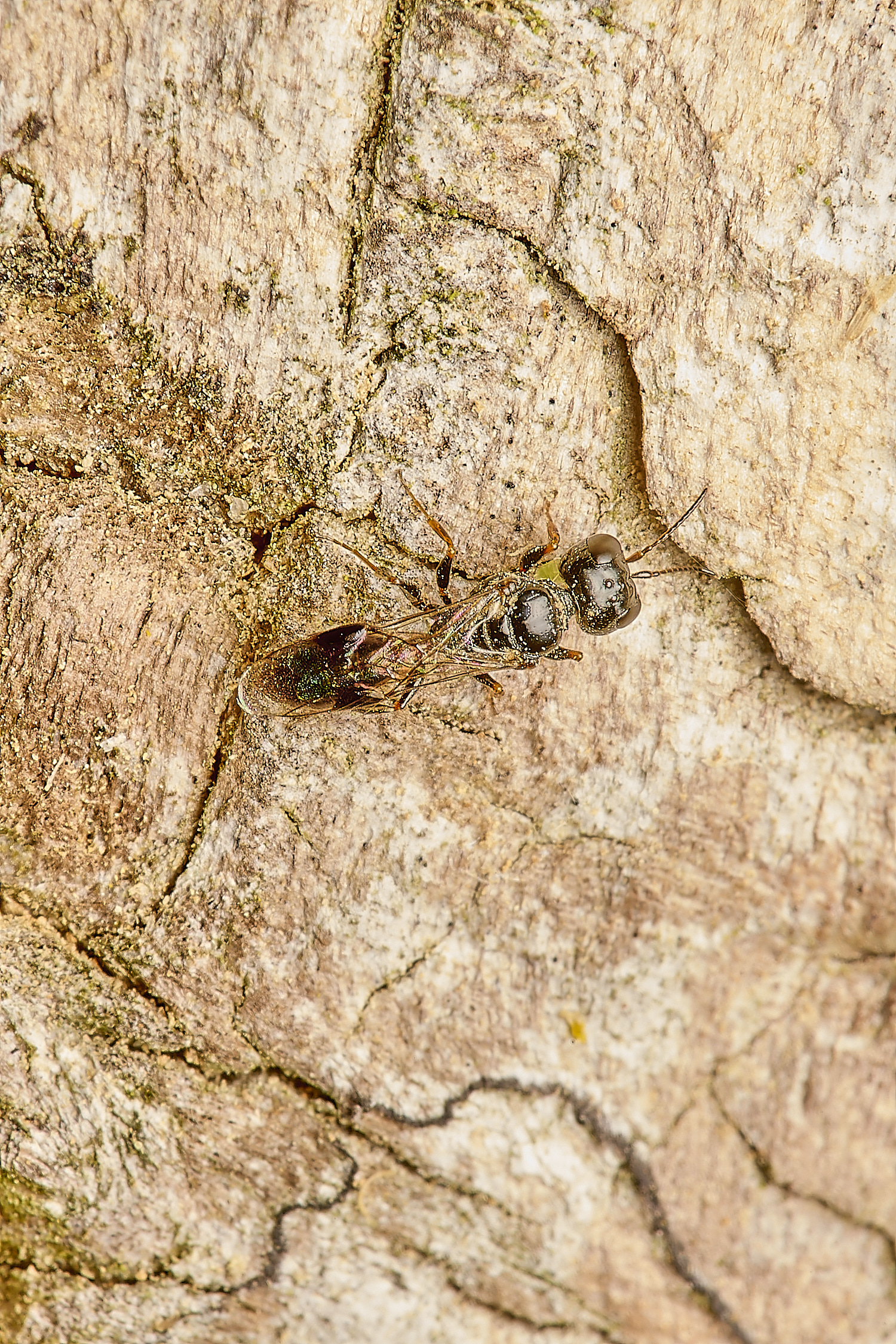 HanworthPassaleucus010824-2-NEF-