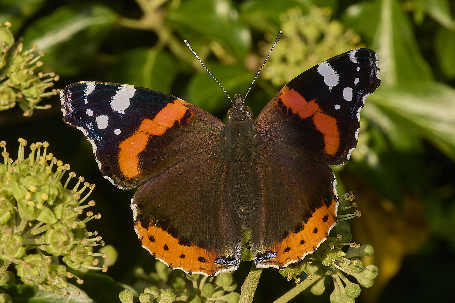 HanworthRedAdmiral130924-1