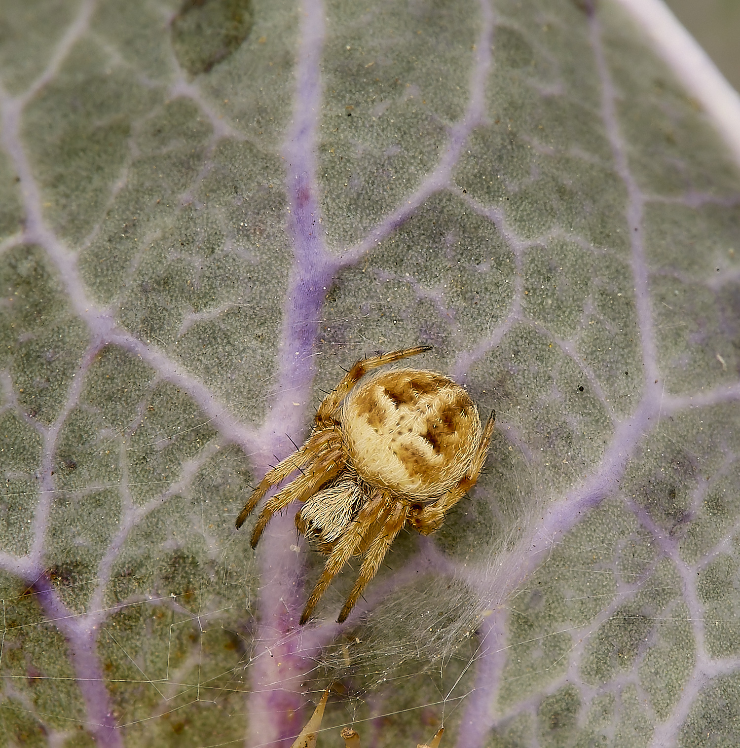 HolkhamSpider2130824-1