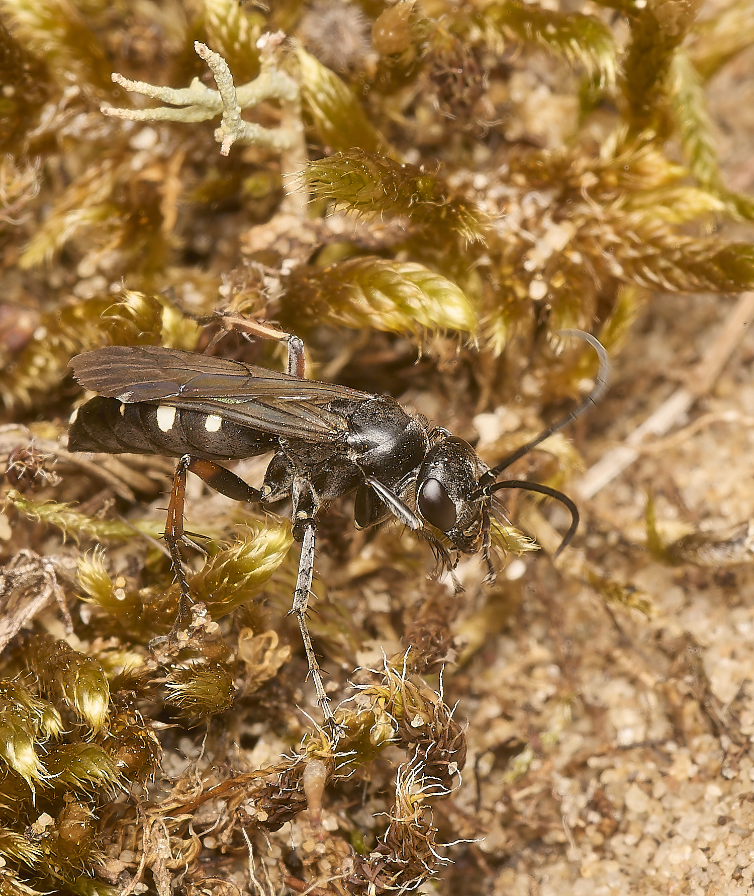 HolmeEpisyron300724-4-NEF-