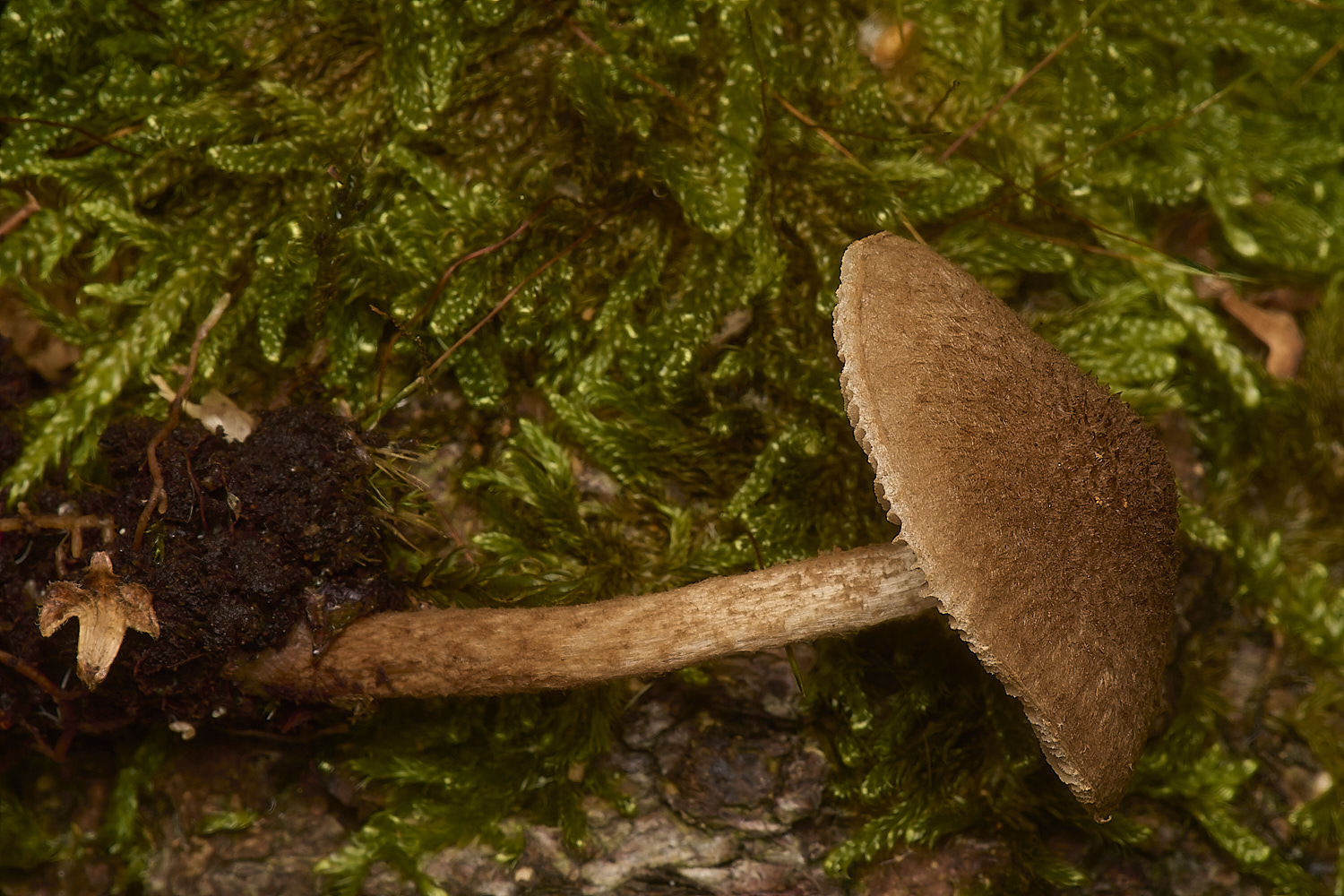 HoltLowesInocybeSp2210924-1