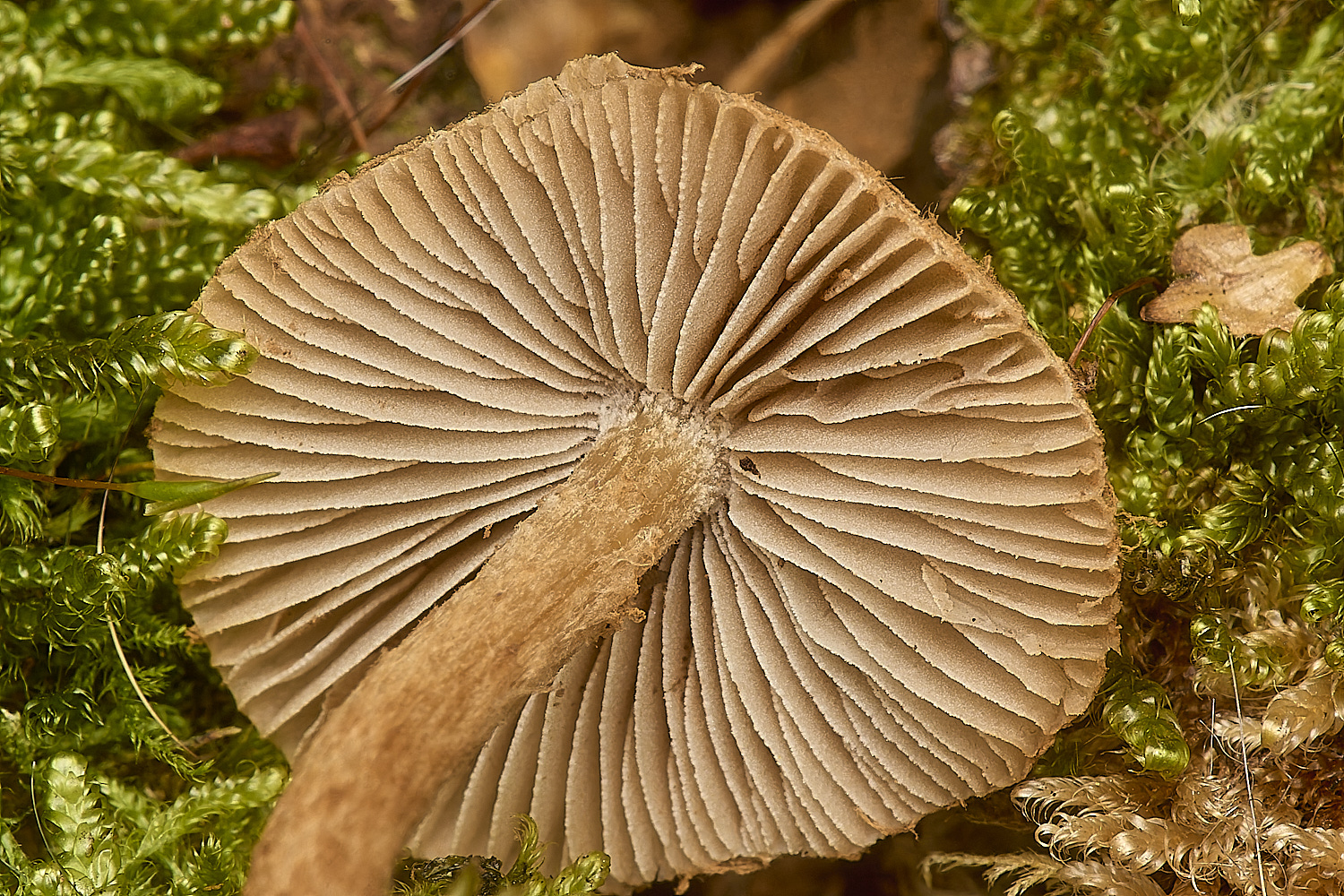 HoltLowesInocybeSp2210924-3