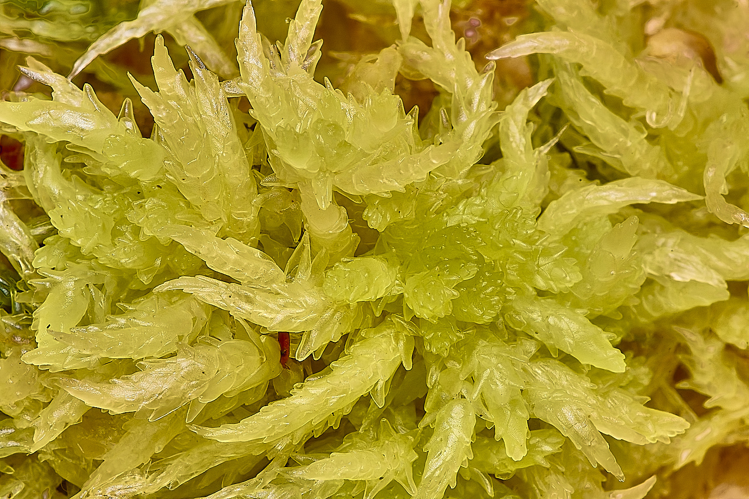 HoltLowesSphagnum1210924-1