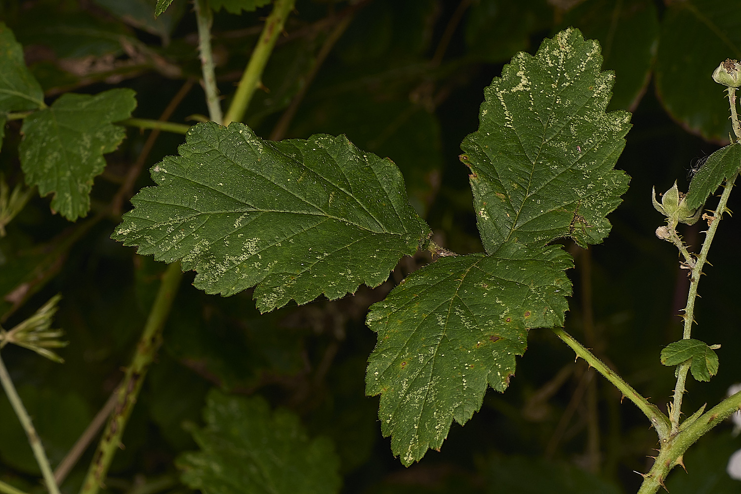 HonninghamBarrenBlackberry060824-4-NEF-