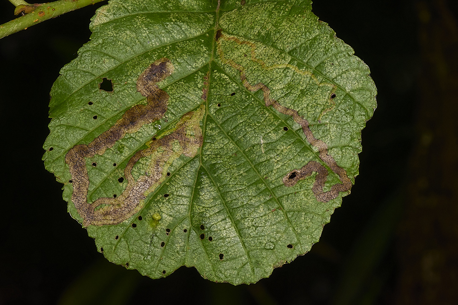 HowHillAlderMine130723-1-NEF-