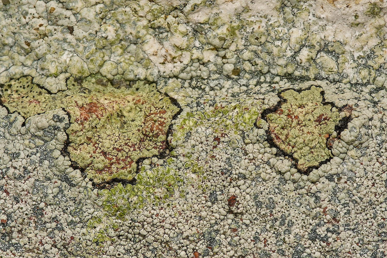 HowHillLichen2130724-1-NEF-