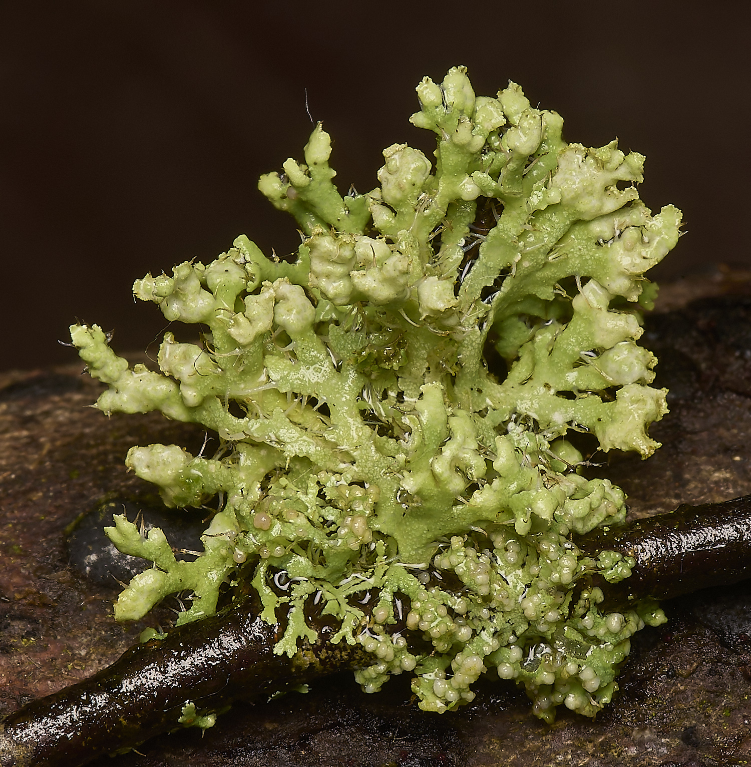 HowHillLichenFungi130723-1-NEF-