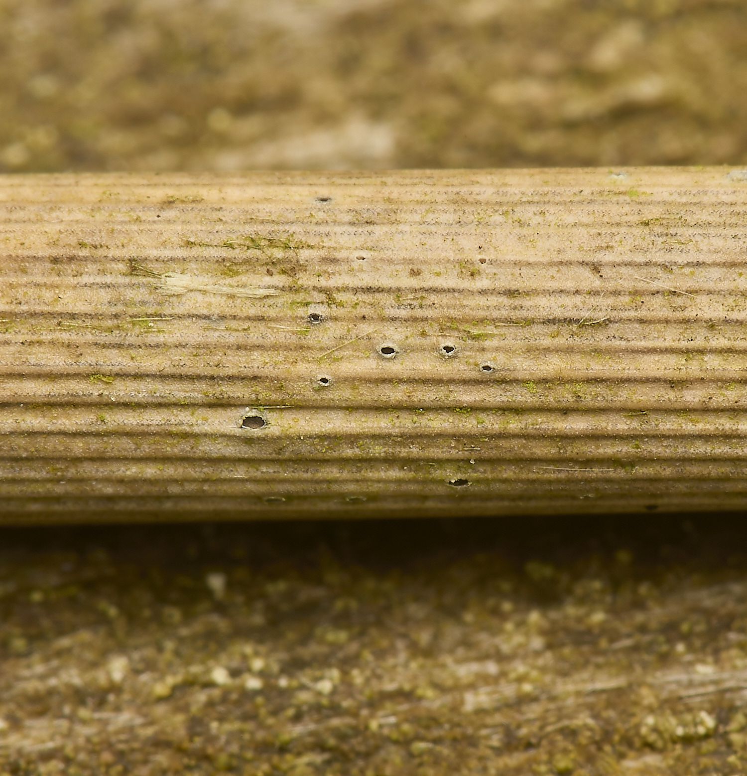 HowHillStrictus130724-1-NEF-