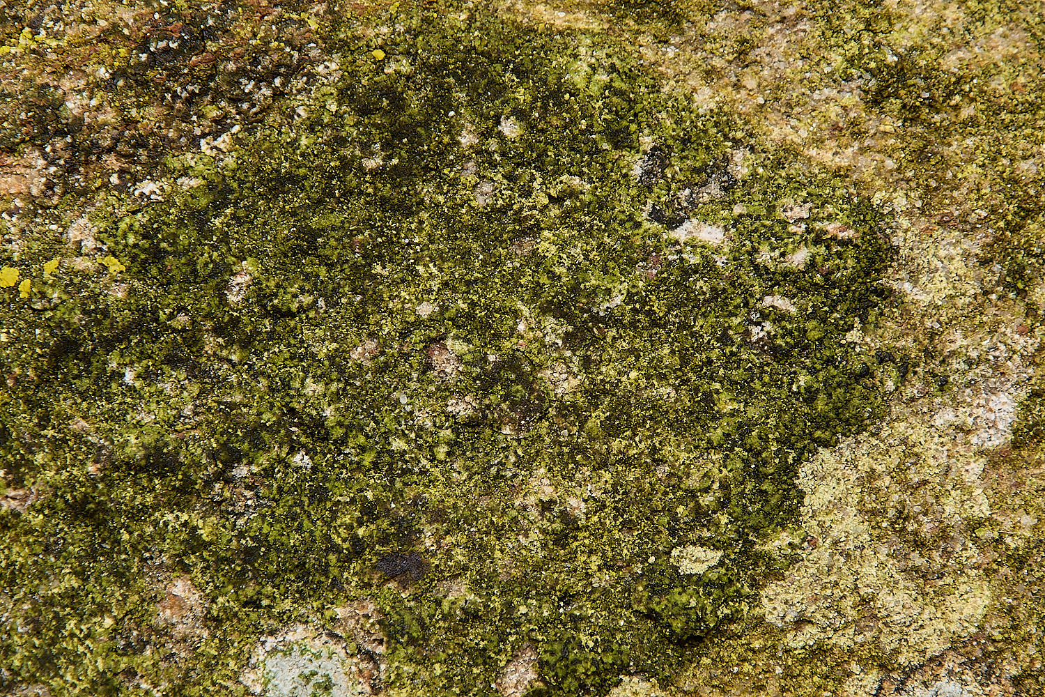 LimpenhoeGreen160724-1