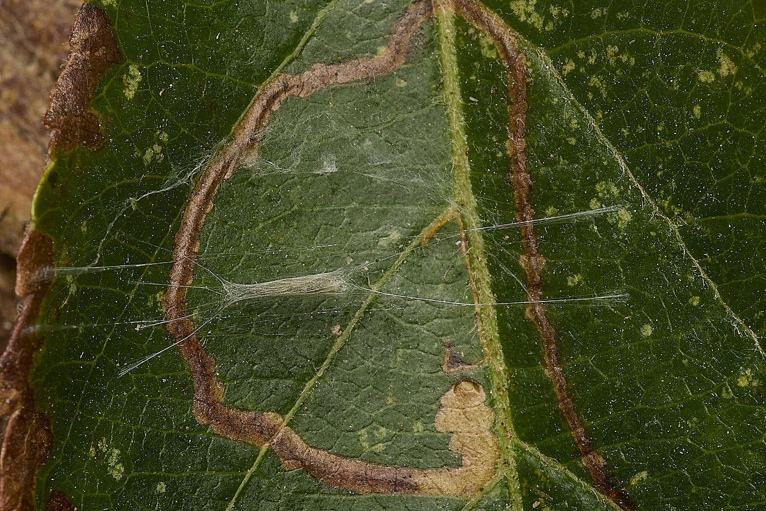 LittlePlumsteadAppleMoth200824-2