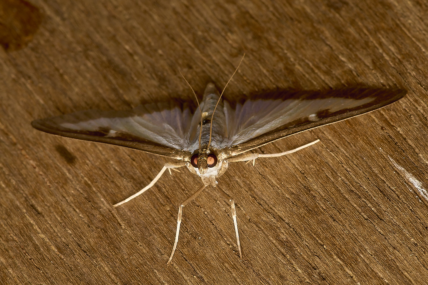 LittlePlumsteadBox-tree200824-2