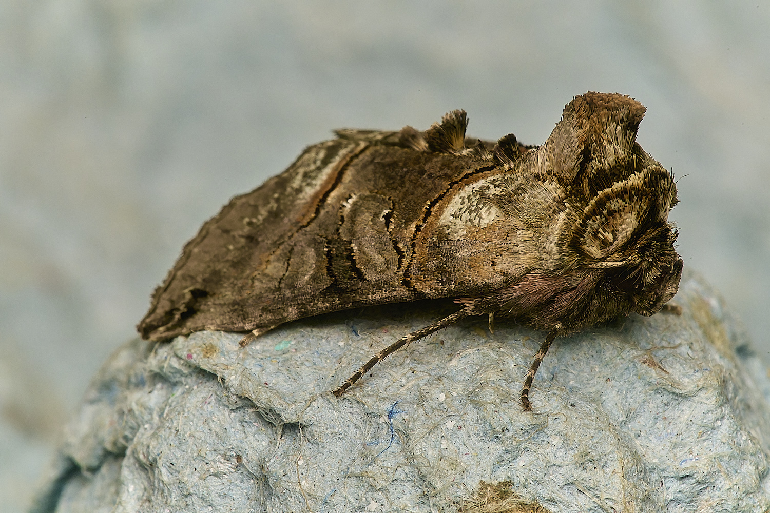 LittlePlumstedTheSpectacle200824-2