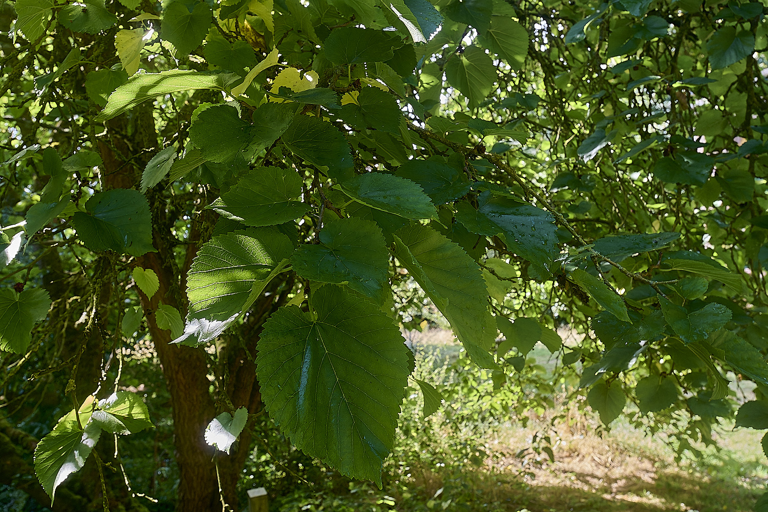 LynfordBlackMulberry070924-1-NEF-