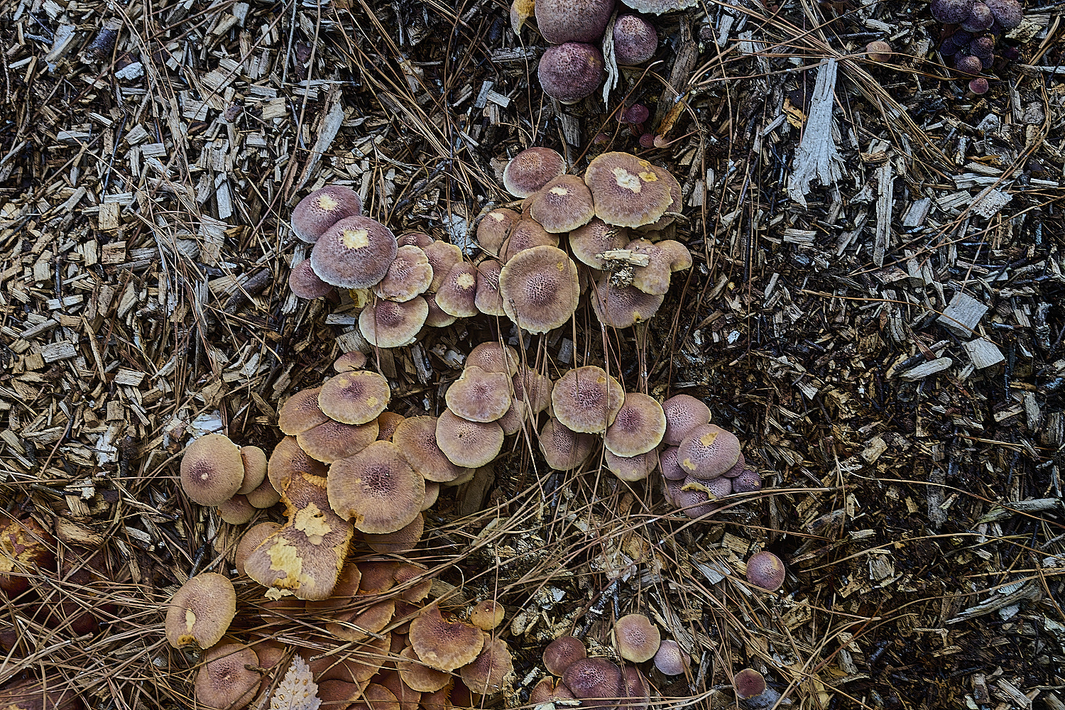 LynfordGdilipes070924-6-NEF-