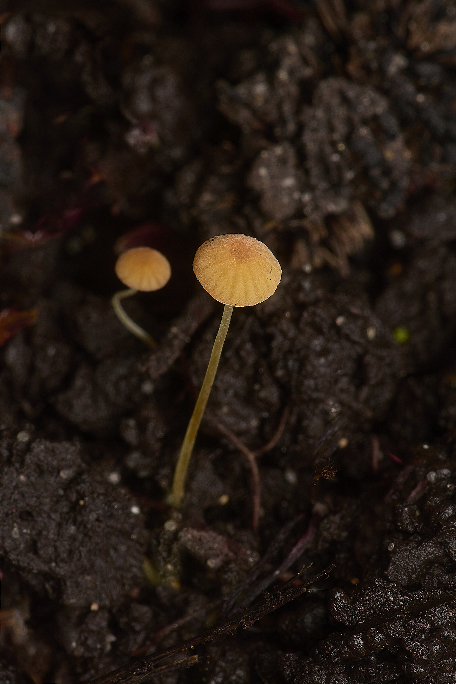 LynfordMacicula070924-1-NEF-