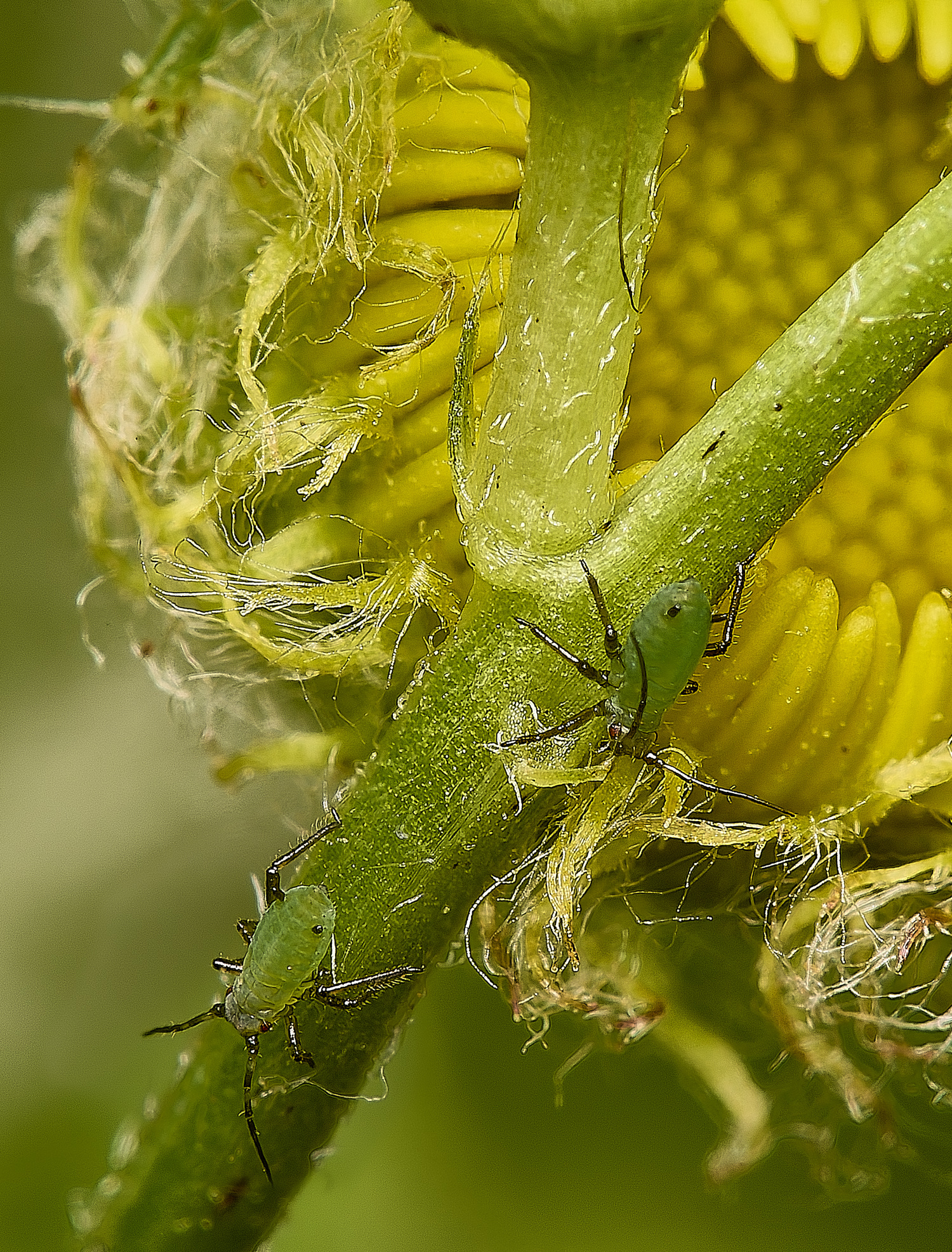 Marty'sMarshMeadowVetchlingAphid040824-1 1
