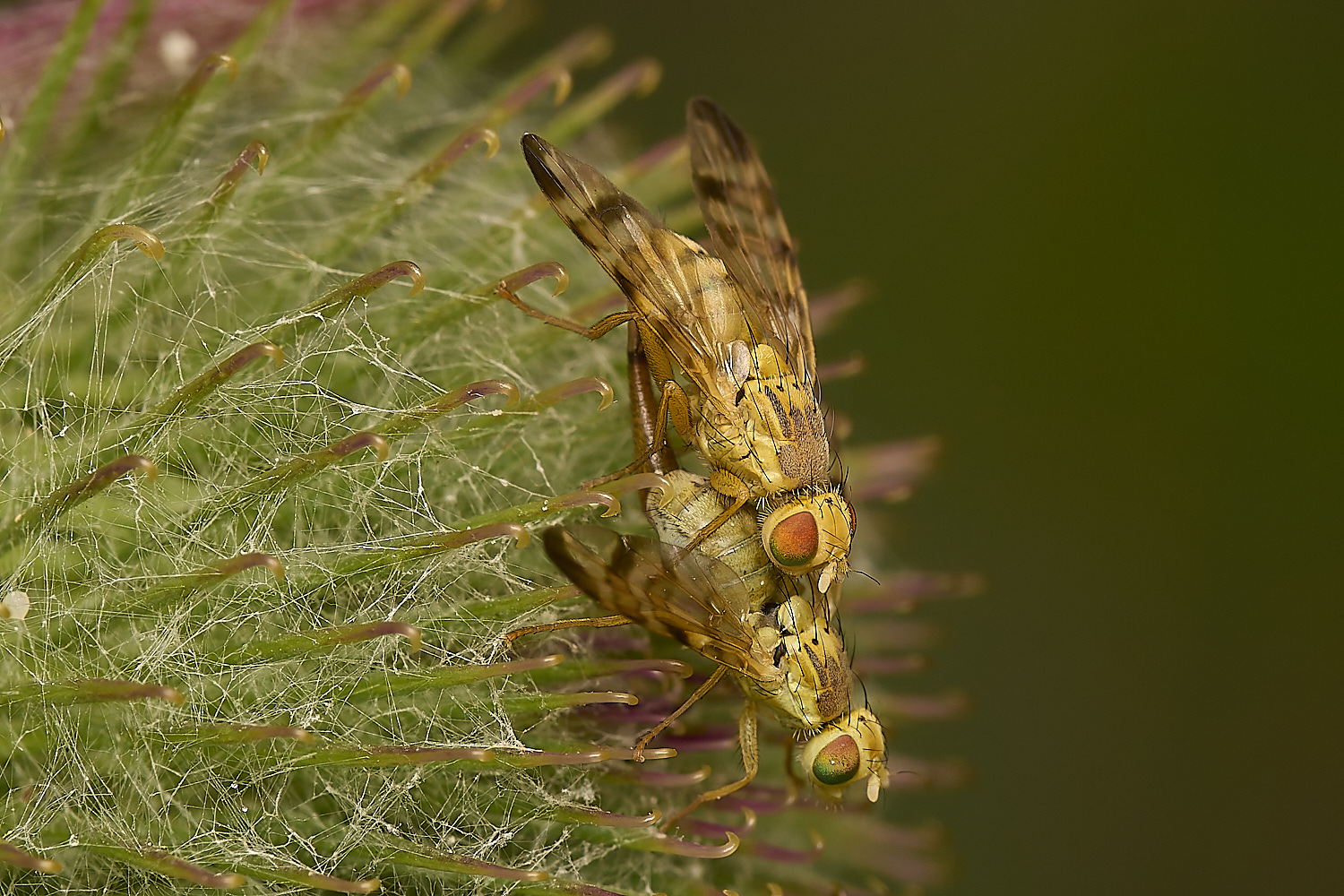 MartysMarshBirdockFly040824-1-NEF- 1