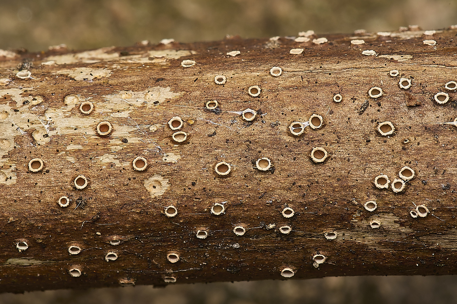 MartysMarshStichnis040824-1-NEF-