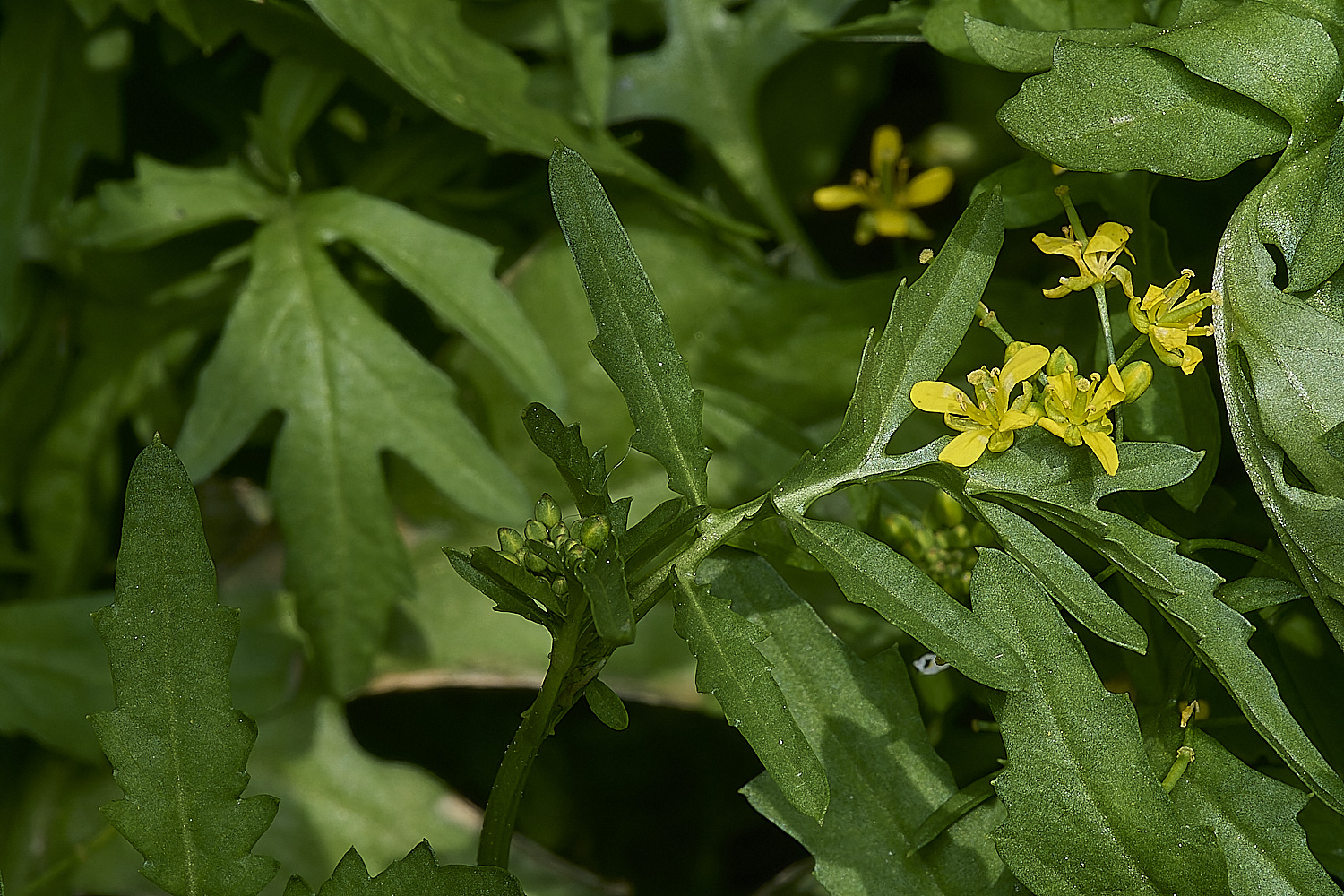 NorthWalshamRorippa190724-9