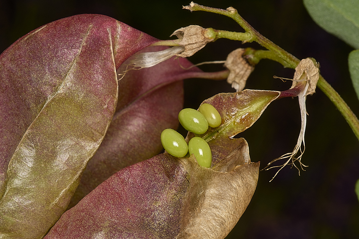 NorwichHerbalBladderSenna070824-3