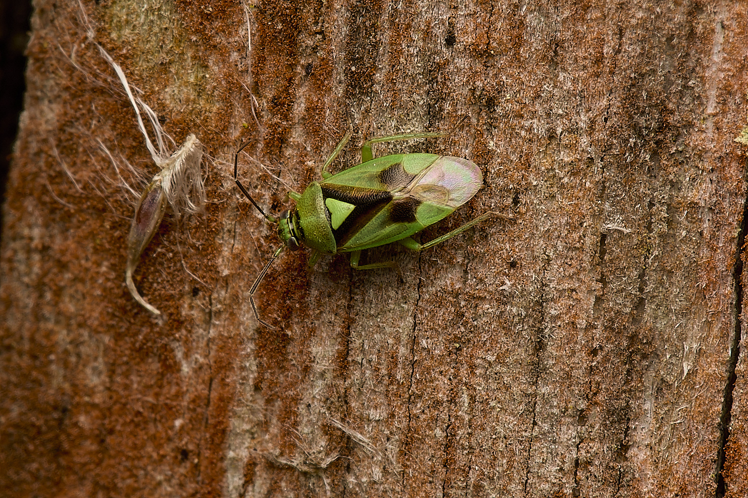 StrumpshawBug2080824-1