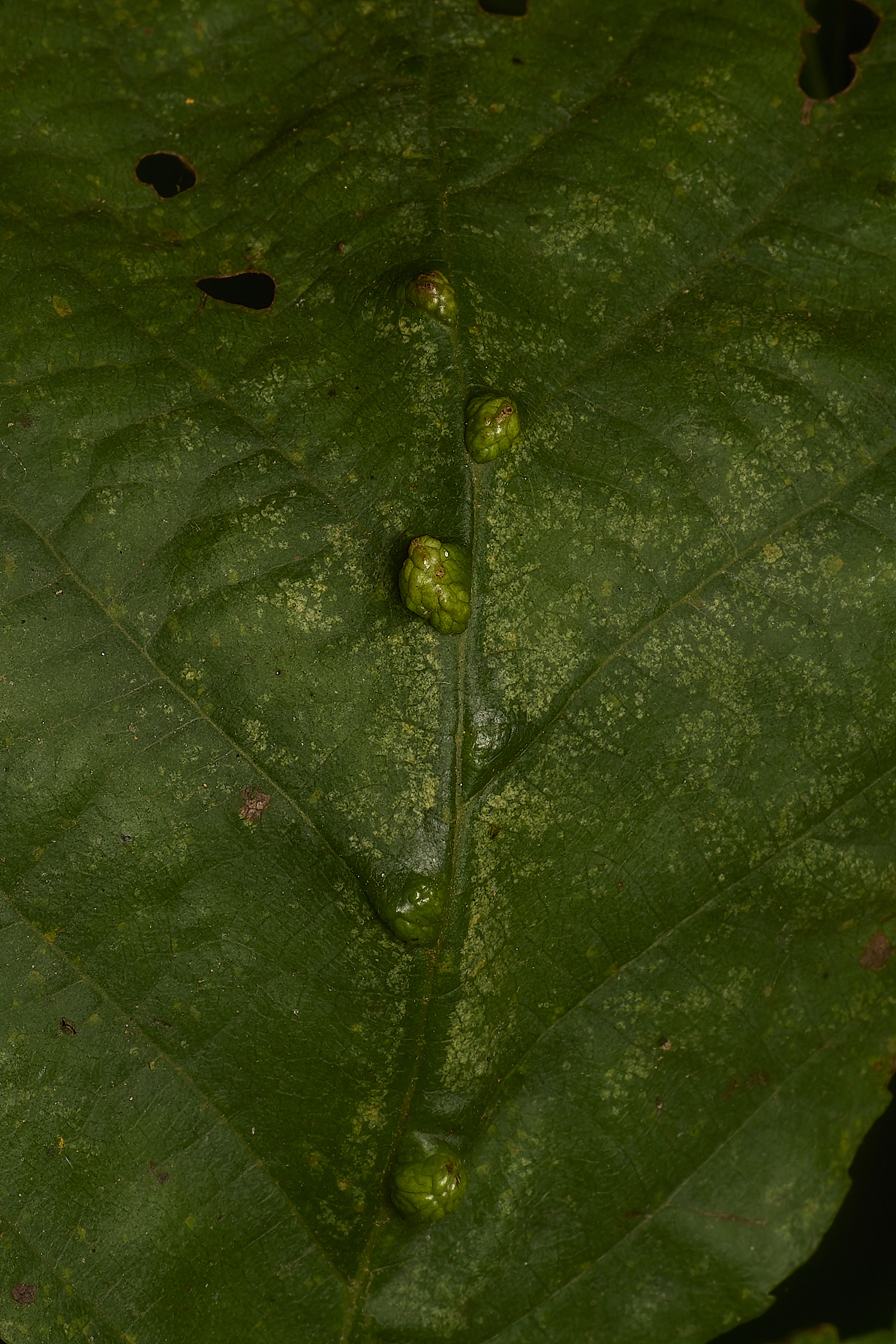 SusteadCommonAlderGall240924-1