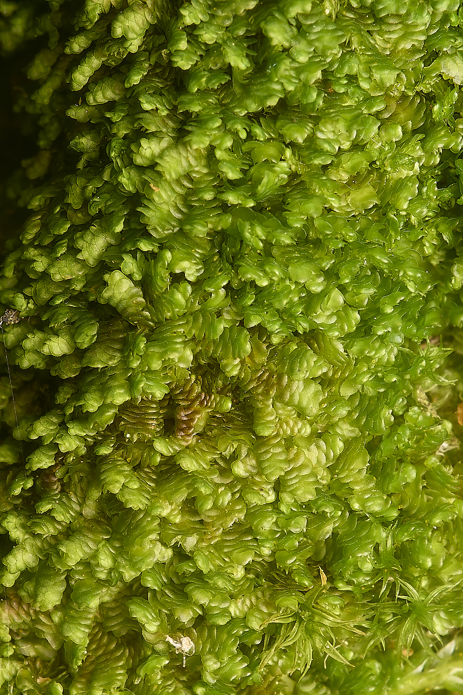 SusteadCommonFrullenia240924-2