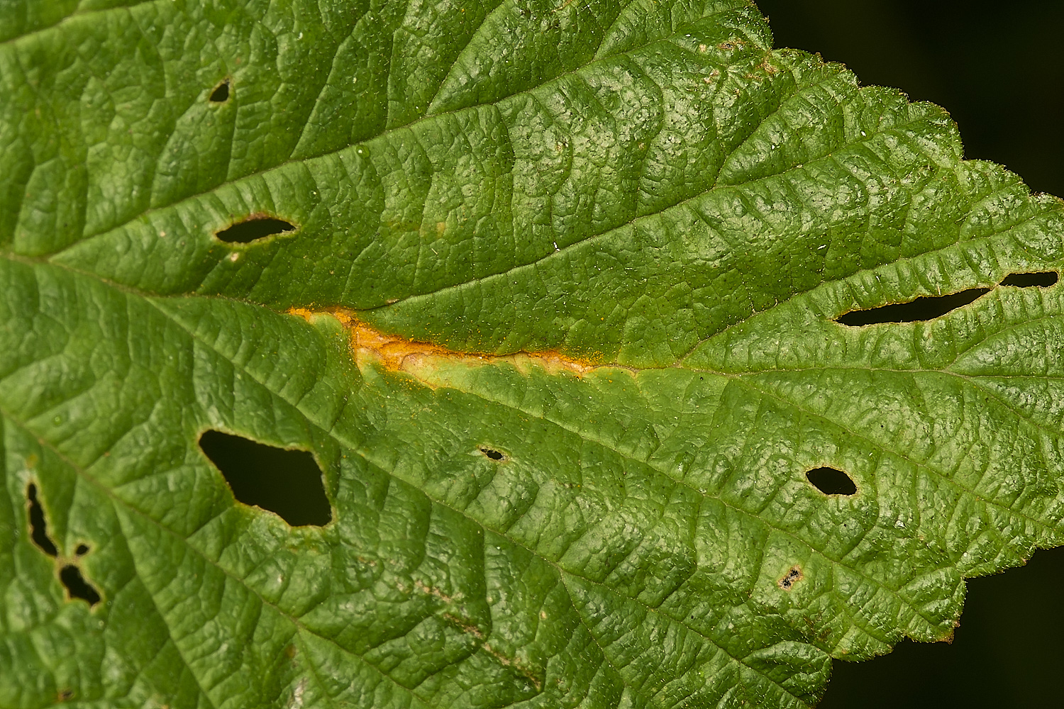 SweetBriarMarshMeadowsweetRust110724-4