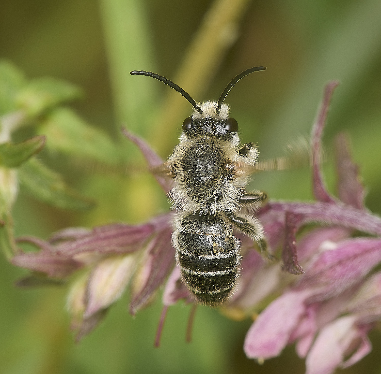 ThorpMarshesRedBartsiaBee170824-14