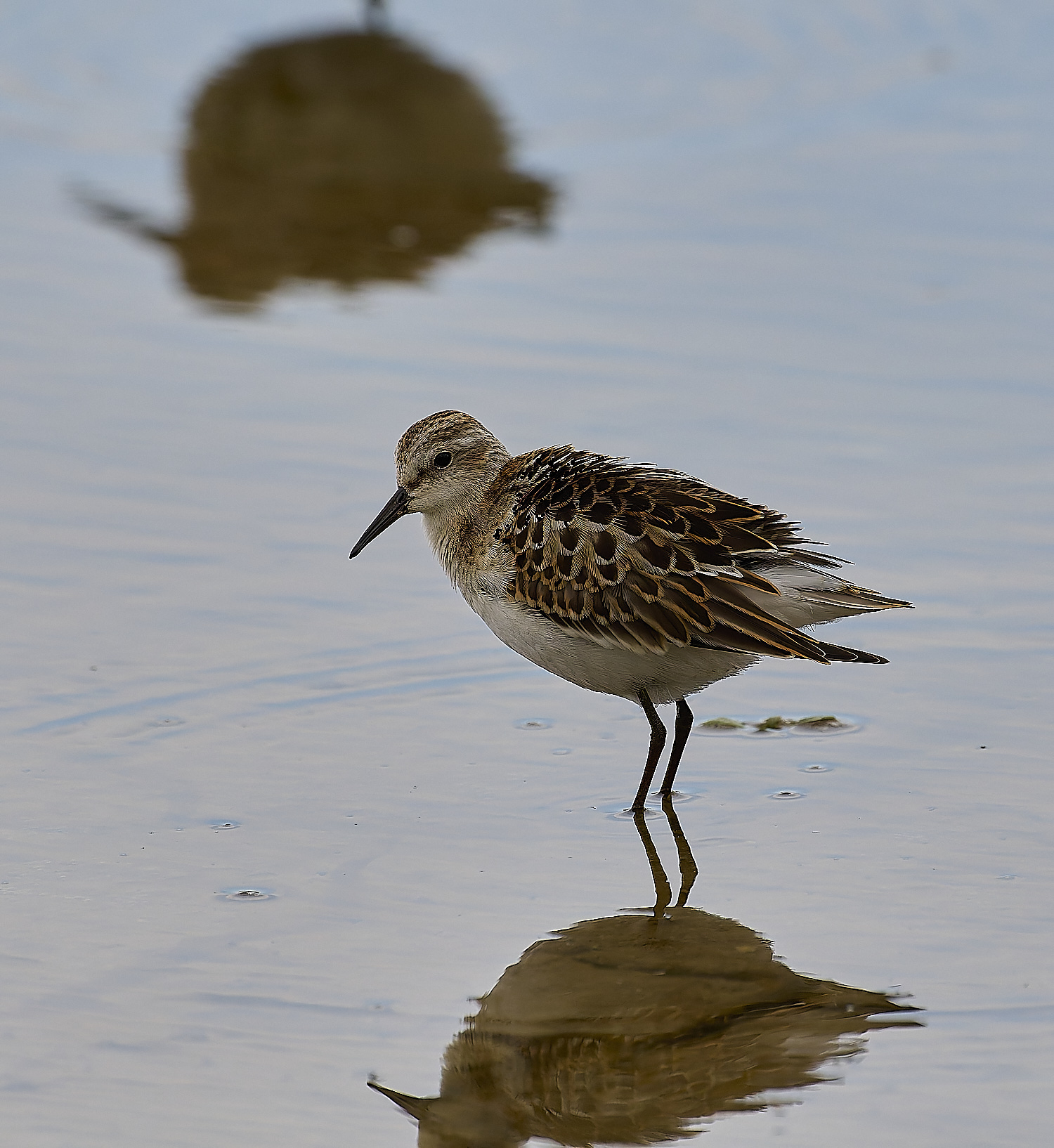 TitchwellLittleStint040924-11-NEF-