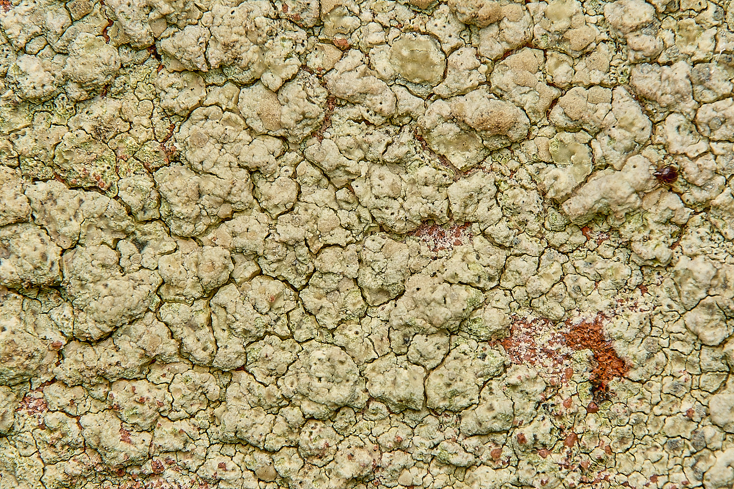WickhamptonLichen1160724-2