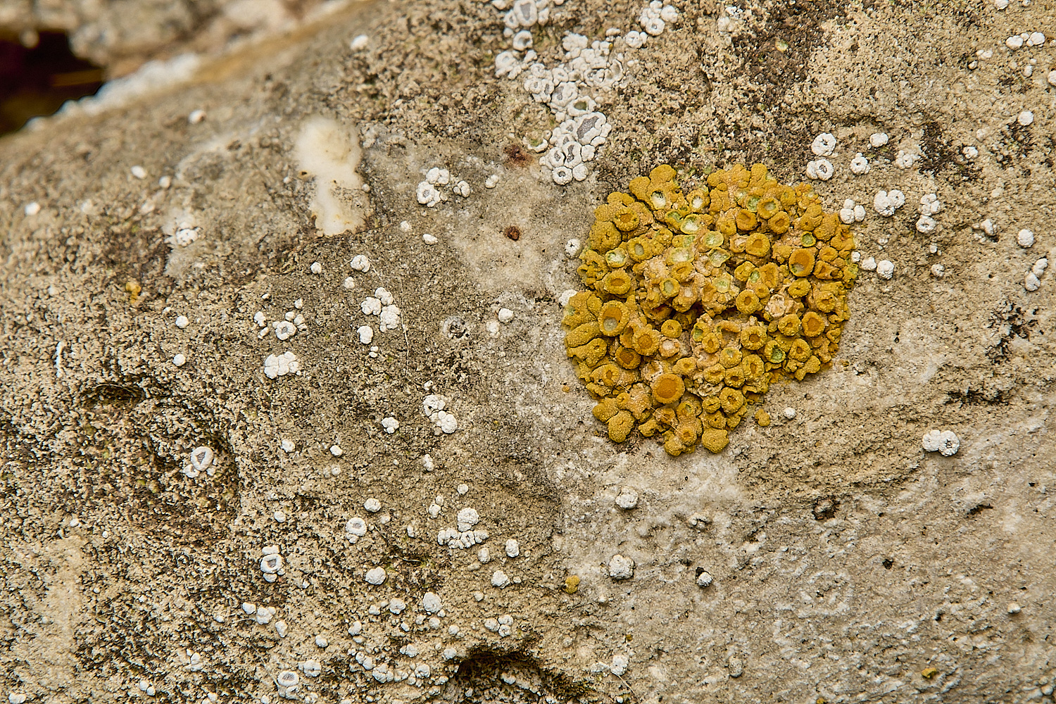 WickhamptonLichen8160724-2