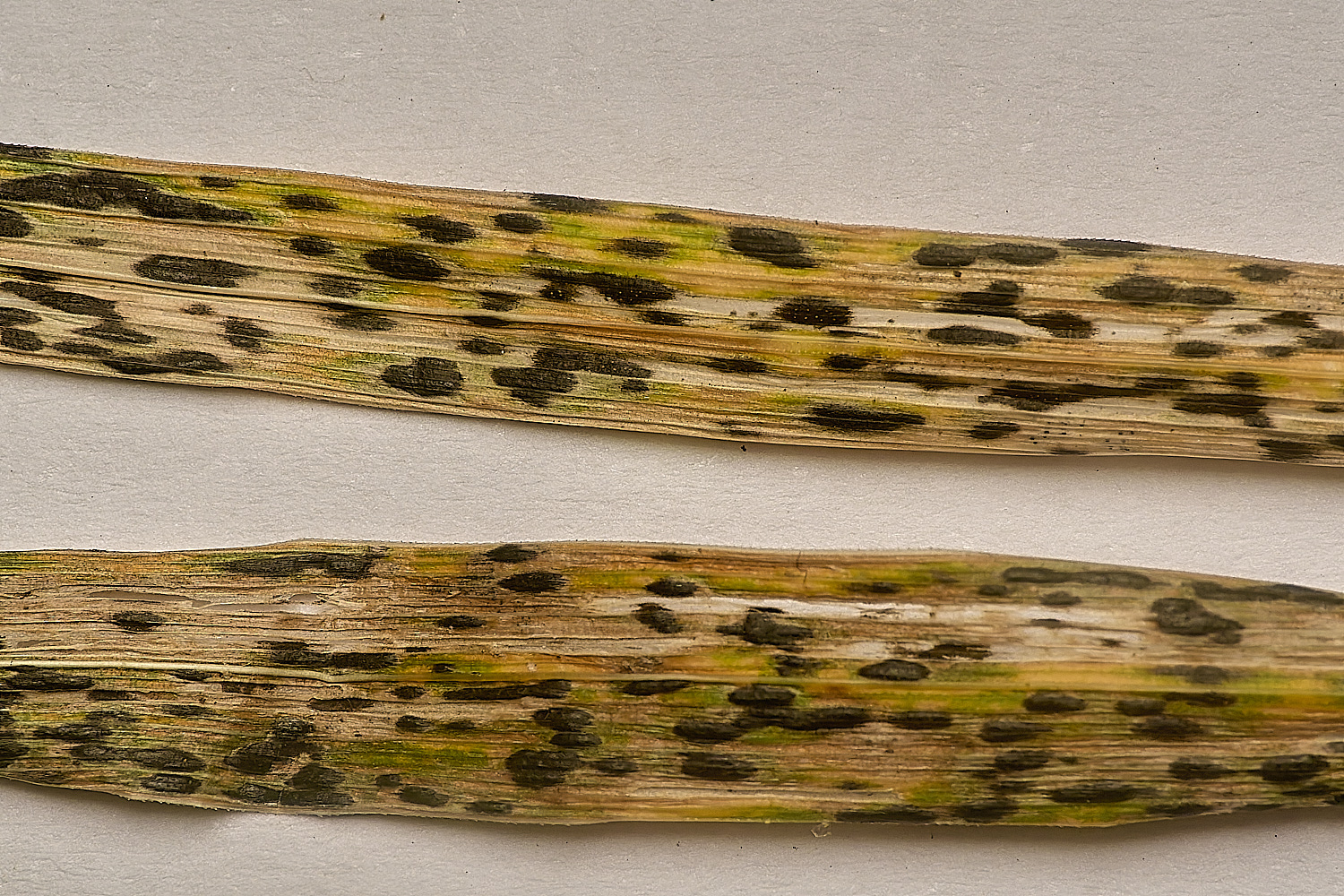 AldboroughBrachypodiun171024-2