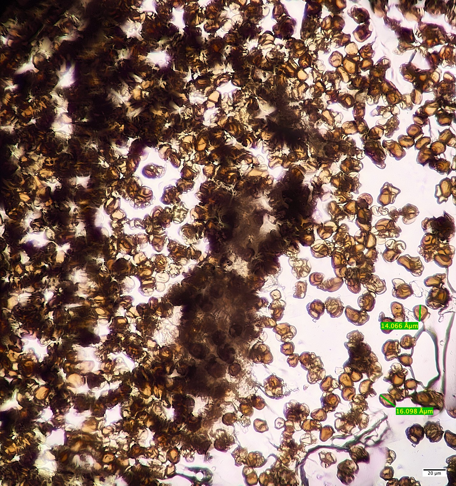 AldboroughCreepingButtercup171024-8M