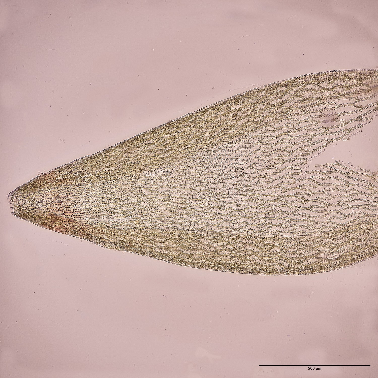 BuxtonHeathSdenticulatum091224-7M