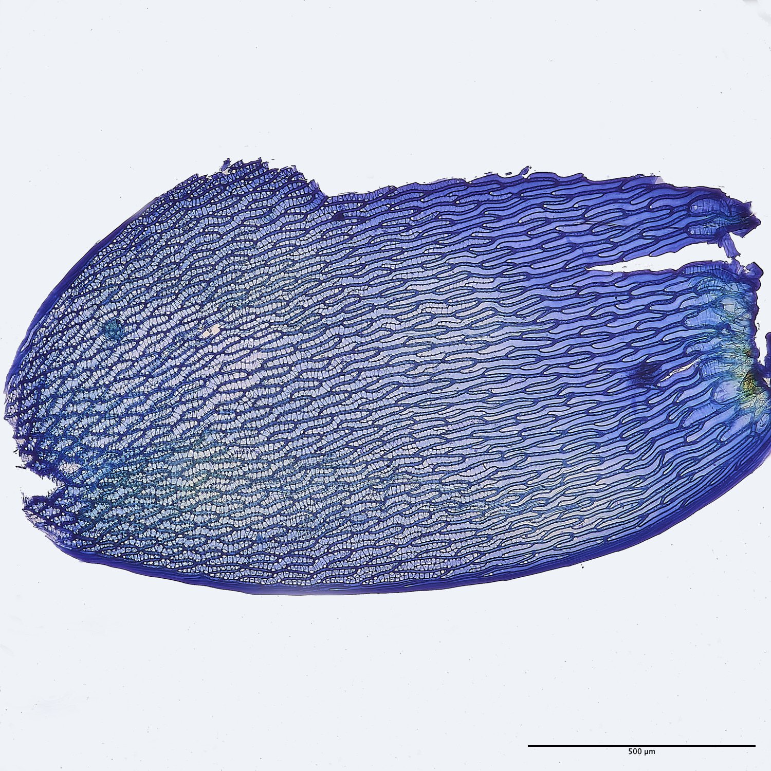 BuxtonHeathSdenticulatum091224-8M