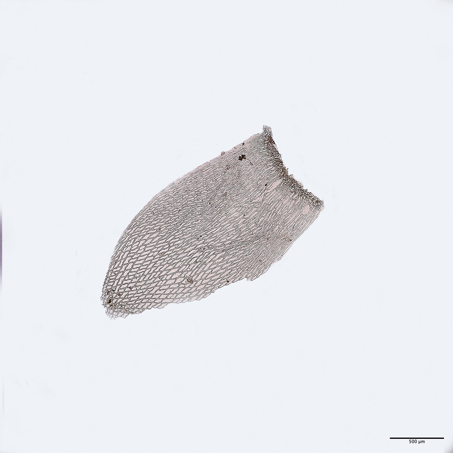 BuxtonHeathSteres091224-13 1M