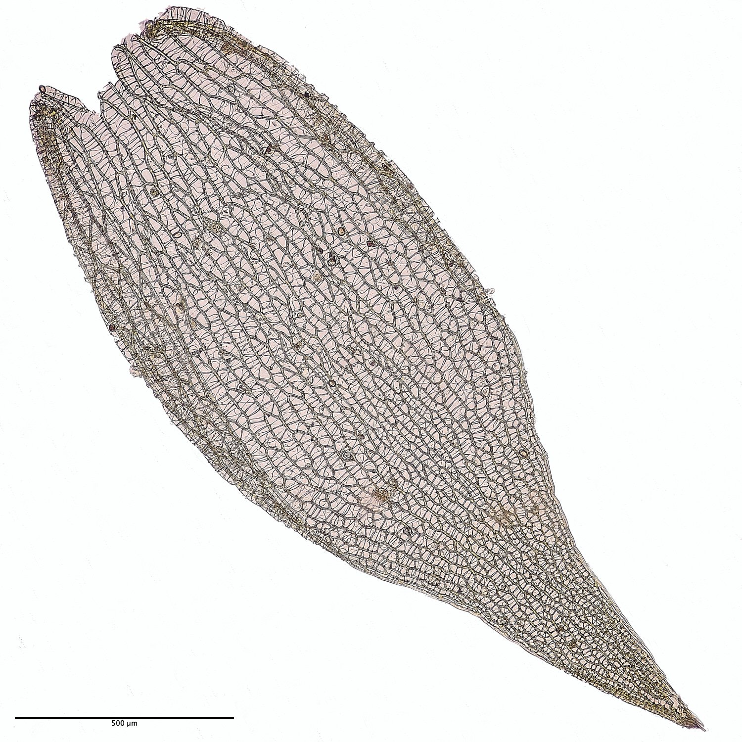 BuxtonHeathSteres091224-9M