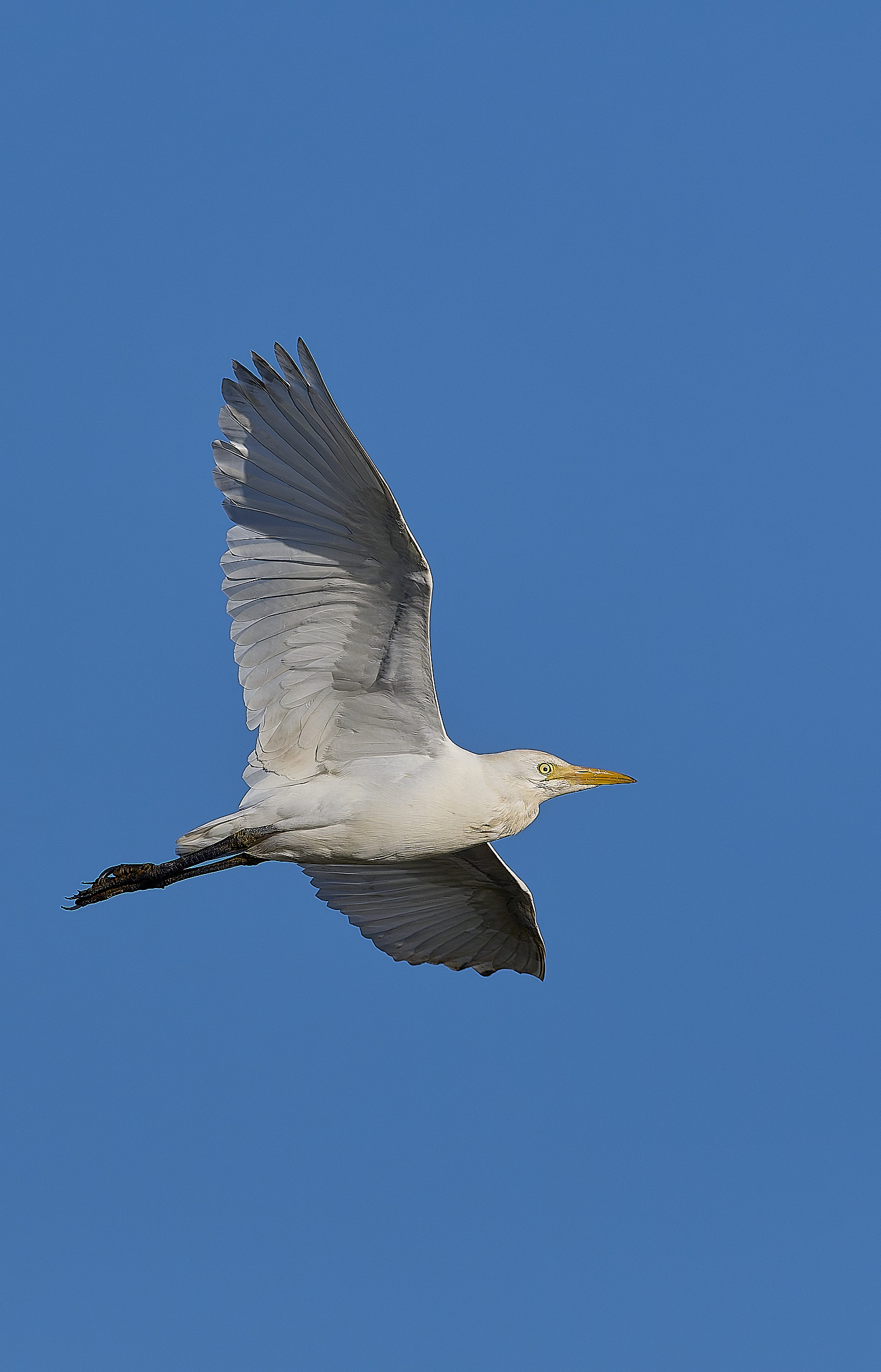 CleyCattleEgret241024-9-NEF-