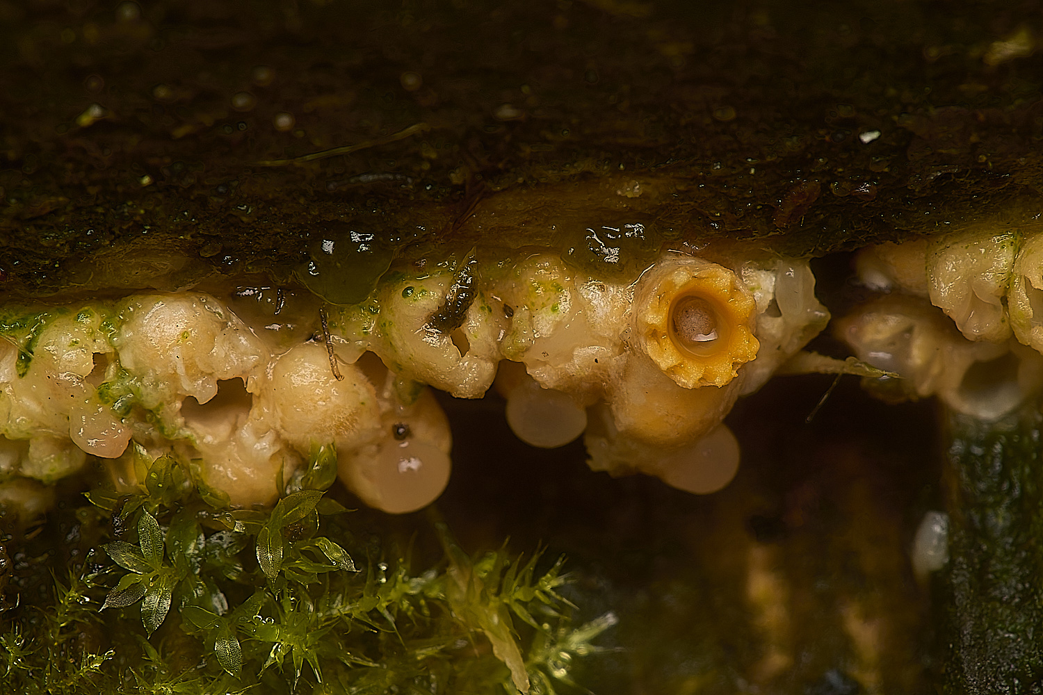 DeersGladeCanonball311024-13-NEF-