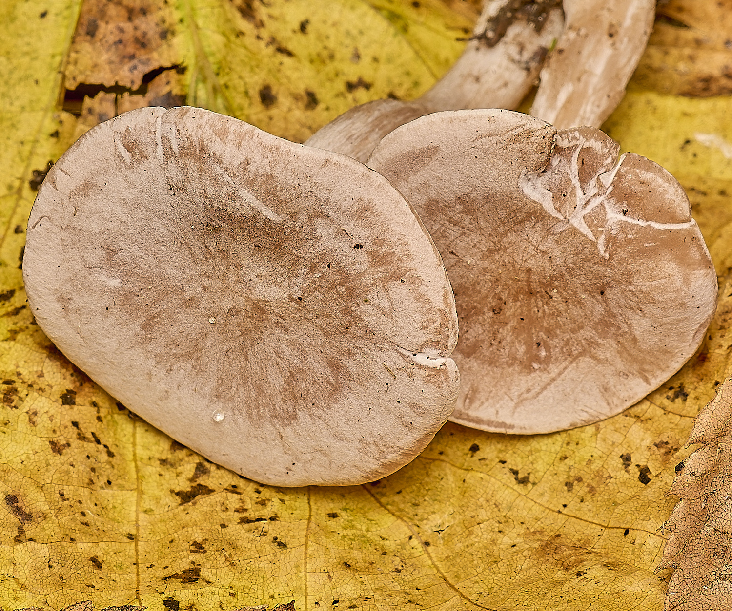 EarlhamCemeteryFool'sFunnel101124-2