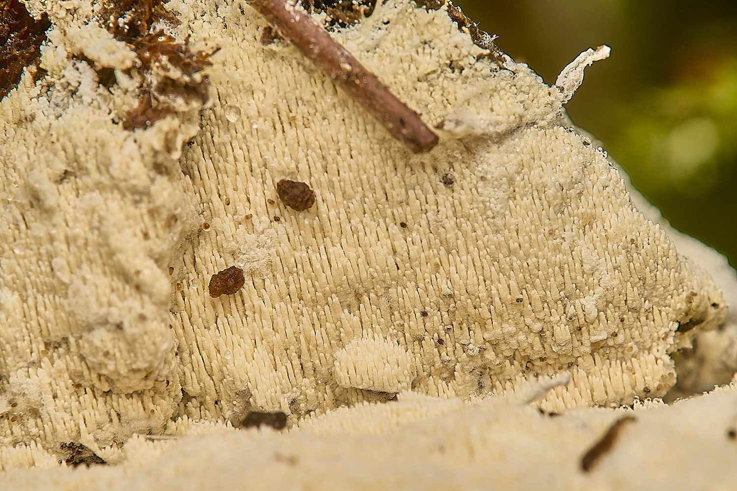 EastHarlingToothedFungusonHoof201124-2