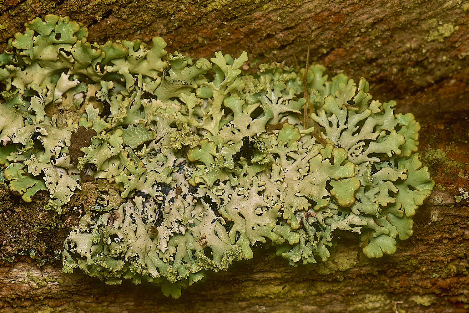 FelbriggHypogmiaphysodes281224-1 1