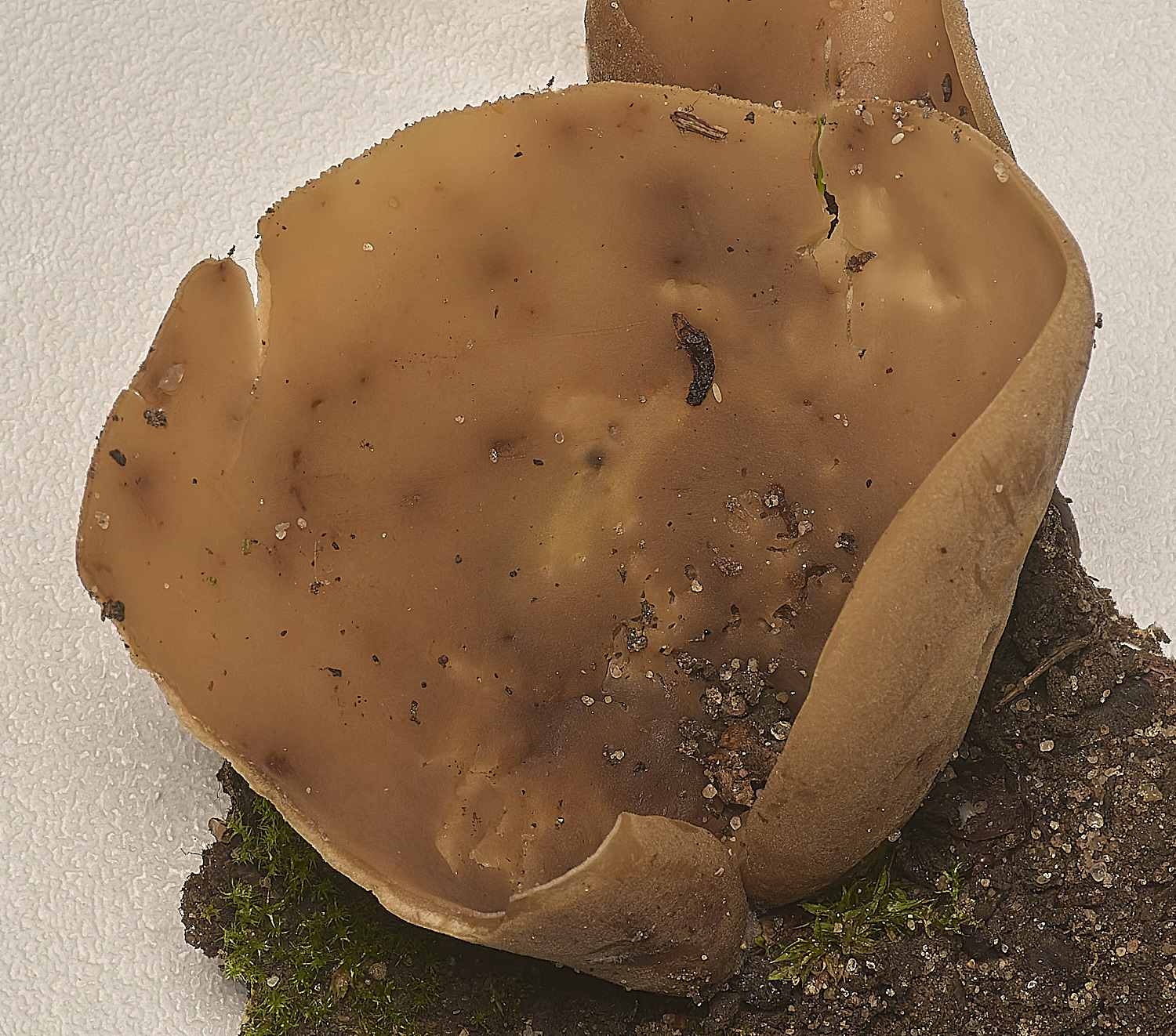 GressenhallHare'sFoot251024-1