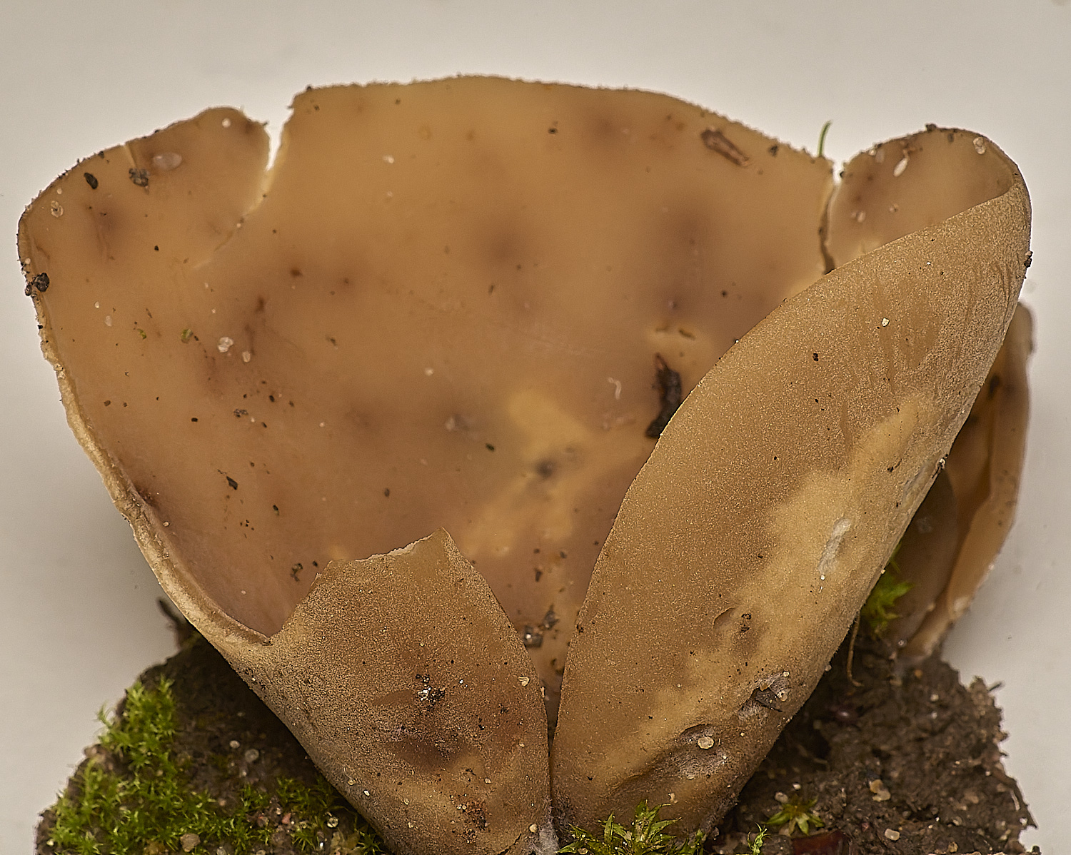 GressenhallHare'sFoot251024-2