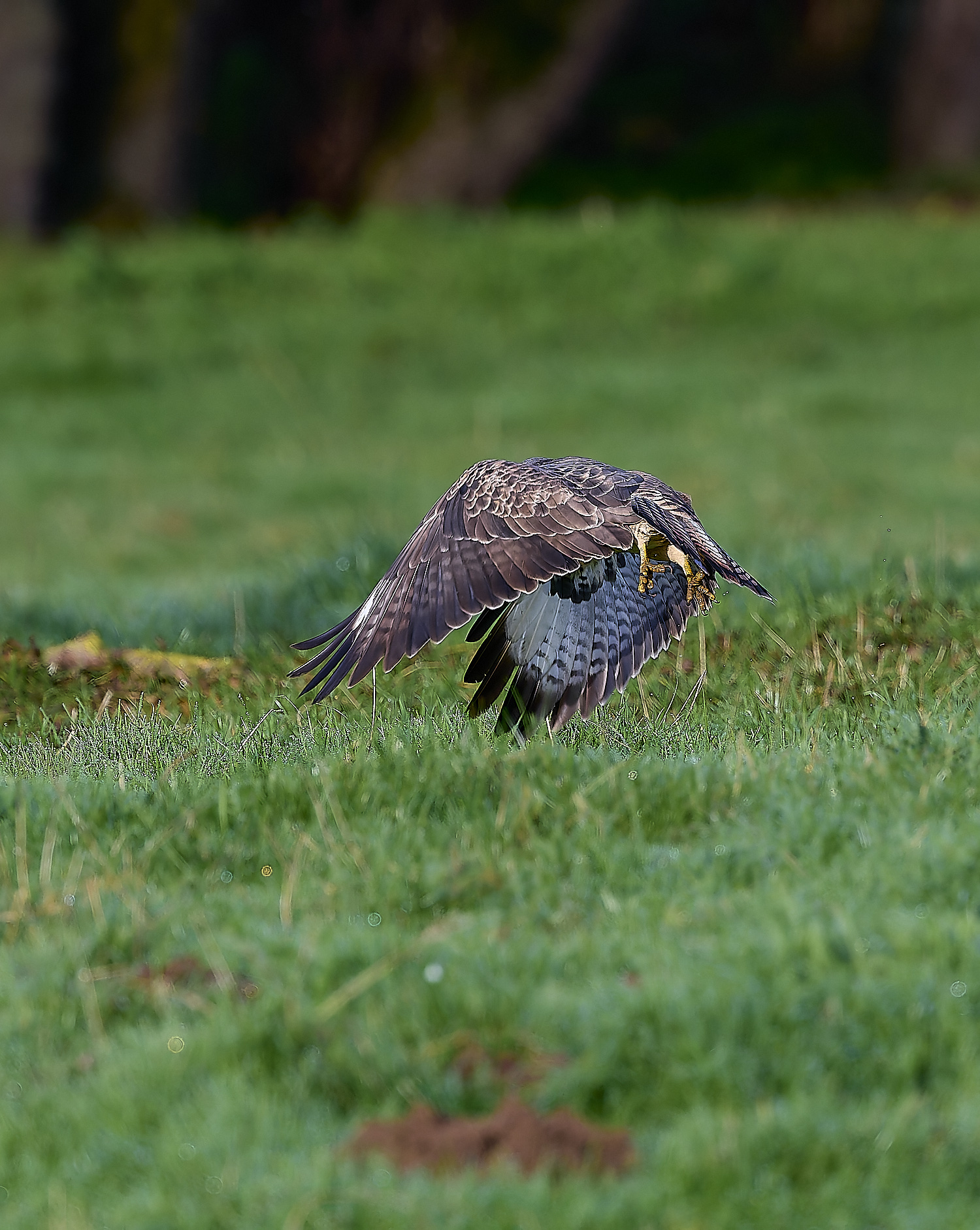 HanworthBuzzard181124-2