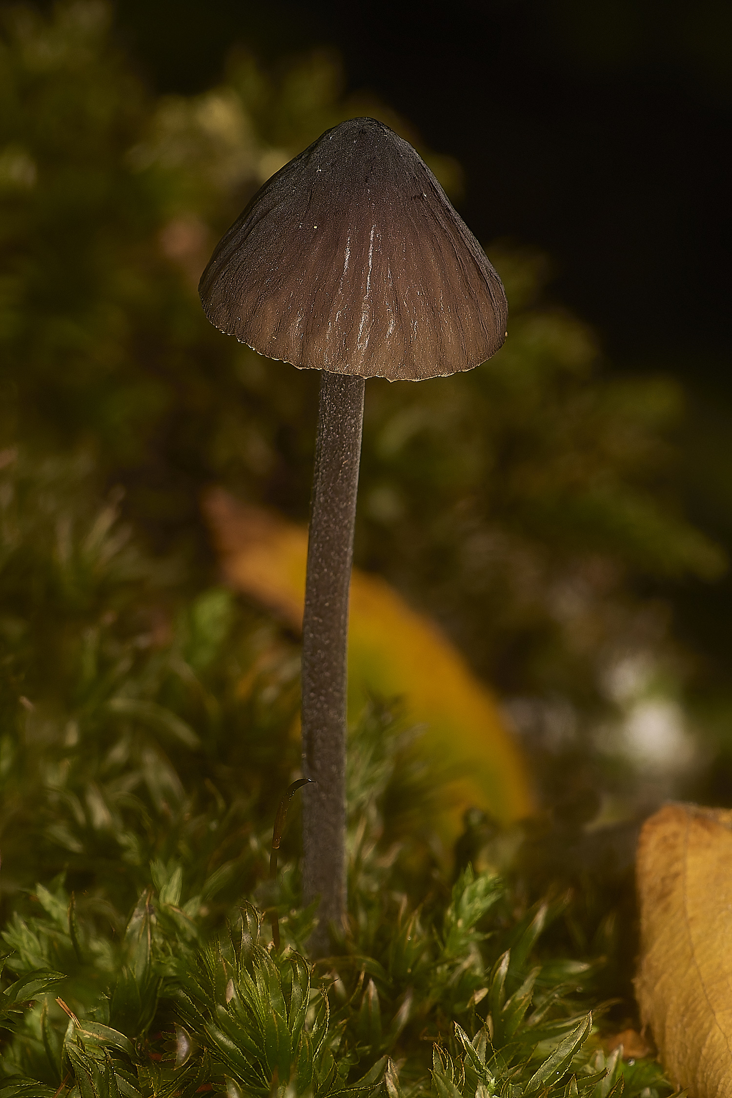 LillyBroadShroom301024-1