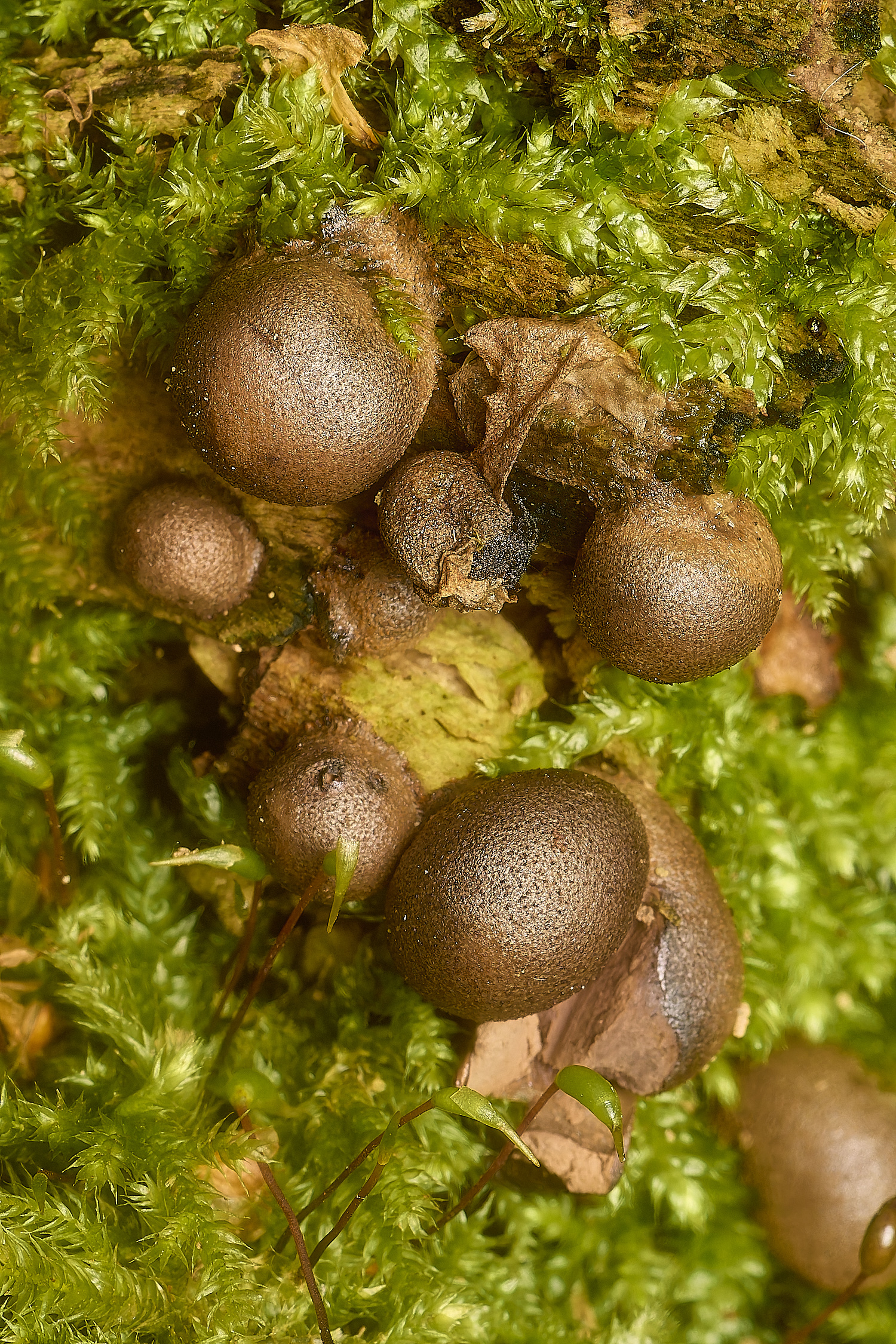 LillyBroadWolf'sMilk301024-1