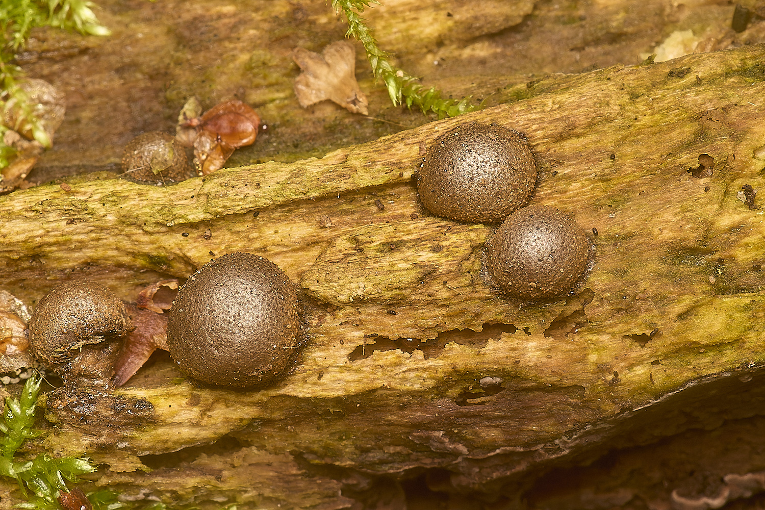 LillyBroadWolf'sMilk301024-2