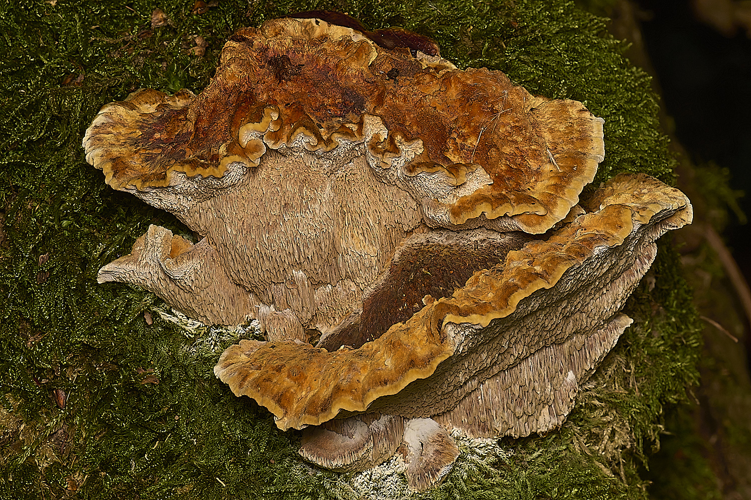 LillyYellowCorticoid301024-7